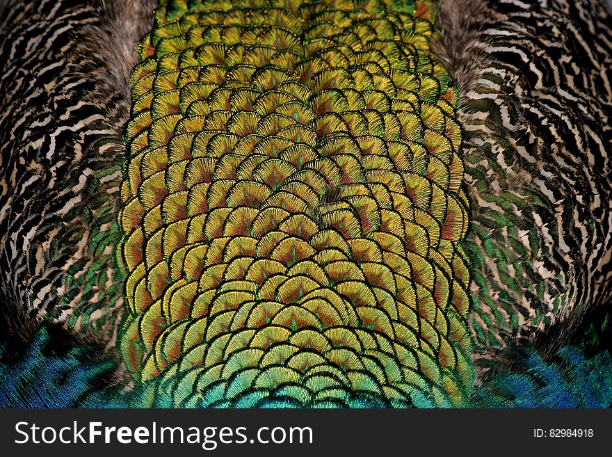 Iridescent peacock feathers