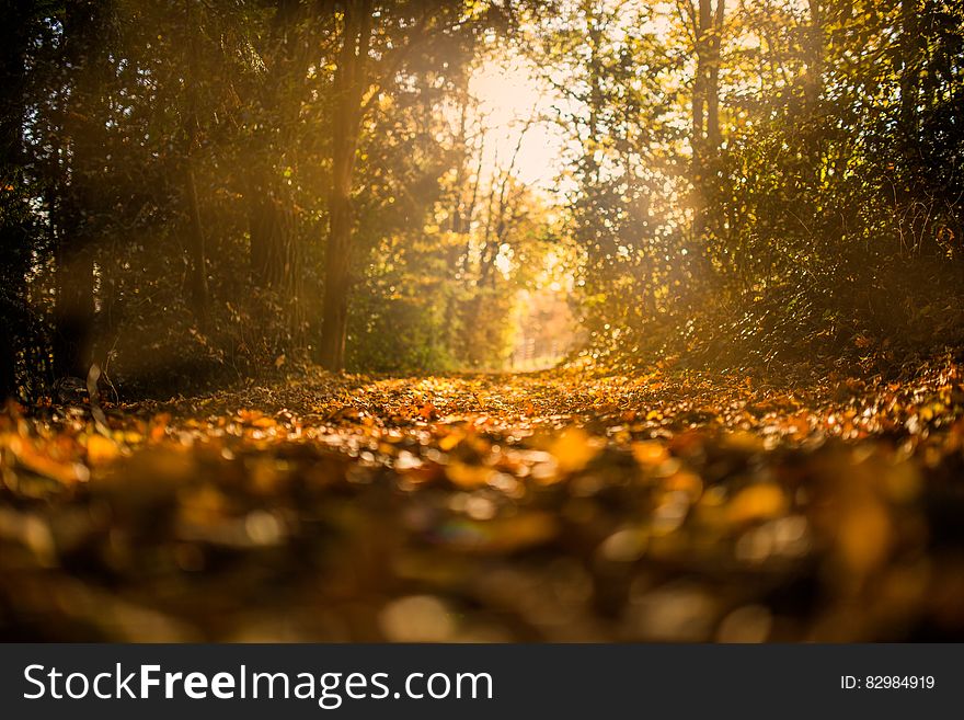 Close up of dry leaves on sunlit path through forest.