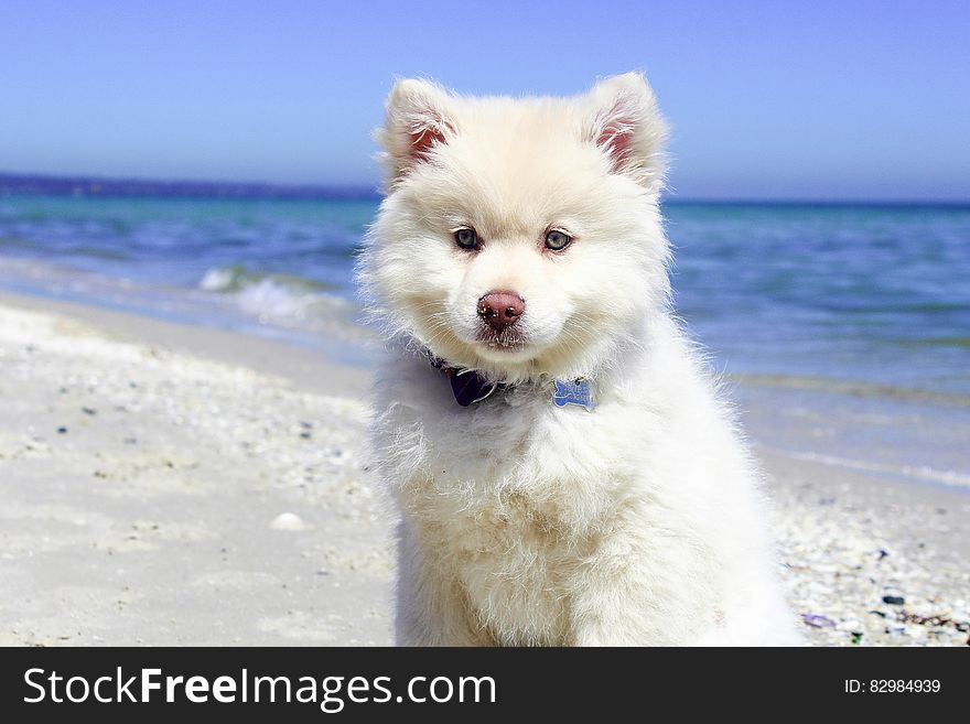 Portrait of Dog Standing on Beach