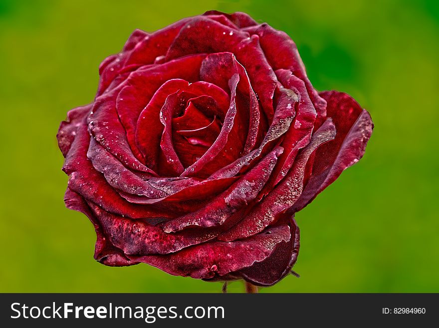 Red Rose With Green Background