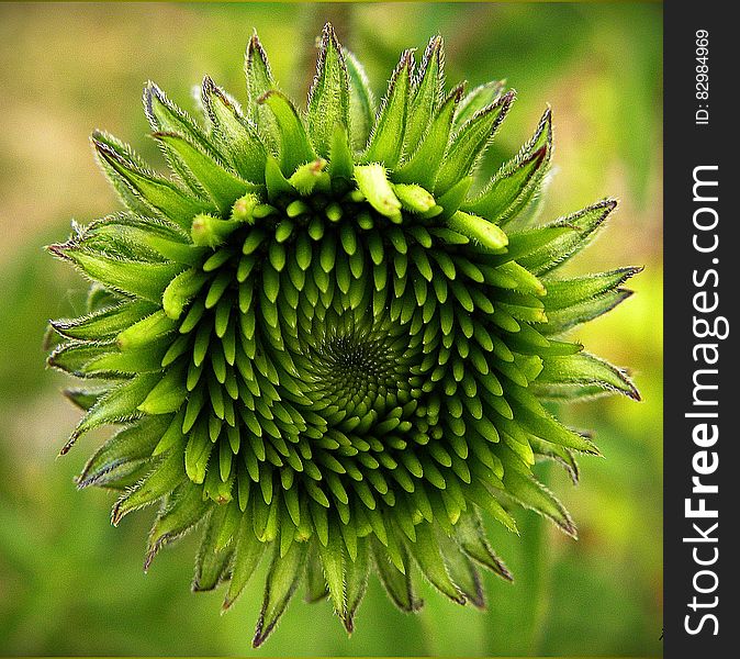 A close up shot of a green echinacea flower.