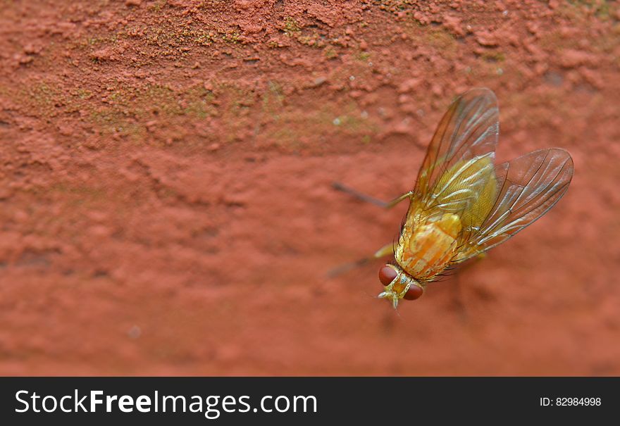 A close up of a fly standing on the ground. A close up of a fly standing on the ground.