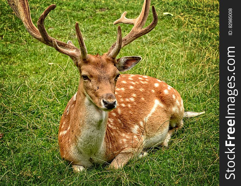 Elk Lying on Green Grasses