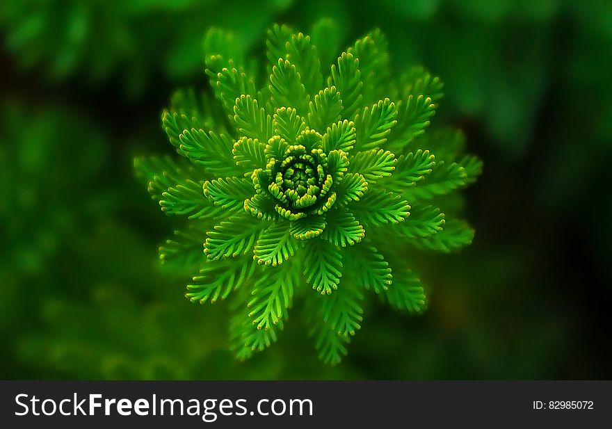 A close up shot of a green flower like plant.