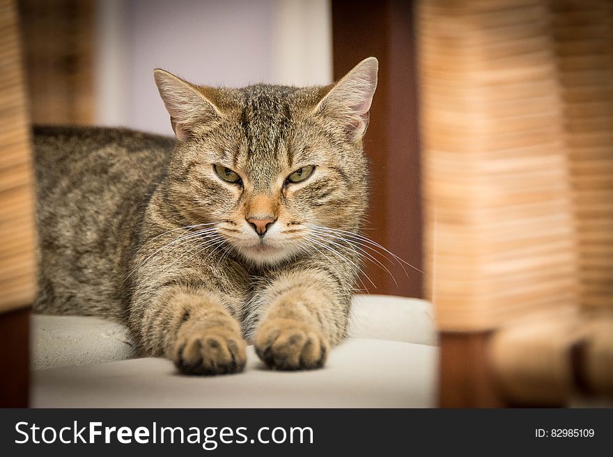 Black and Grey Tabby Cat