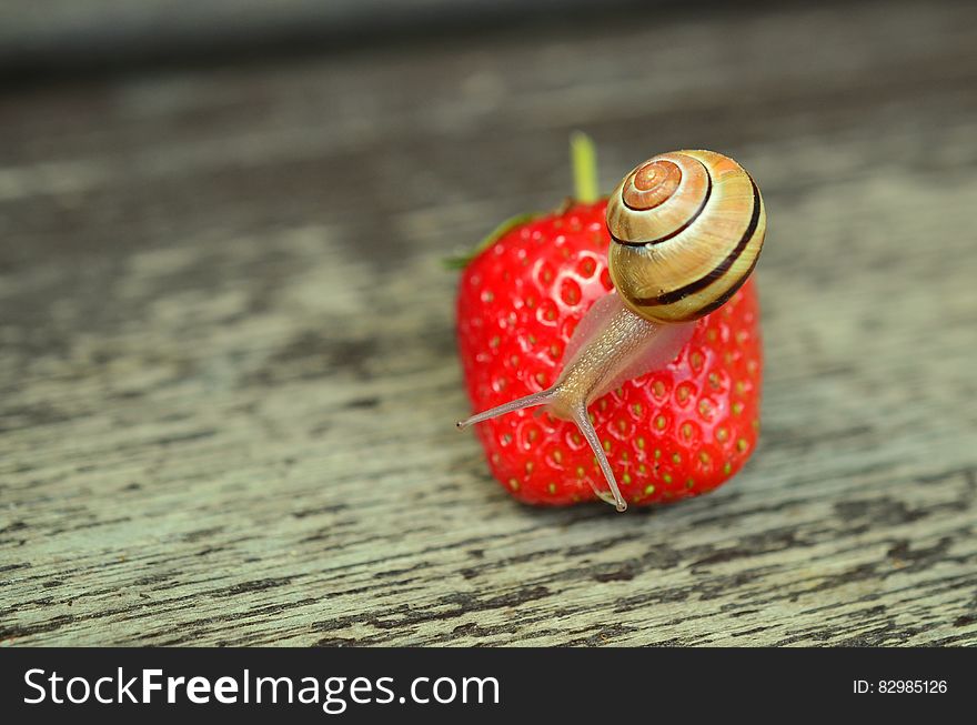Brown Snail Perched on Strawberry Fruit