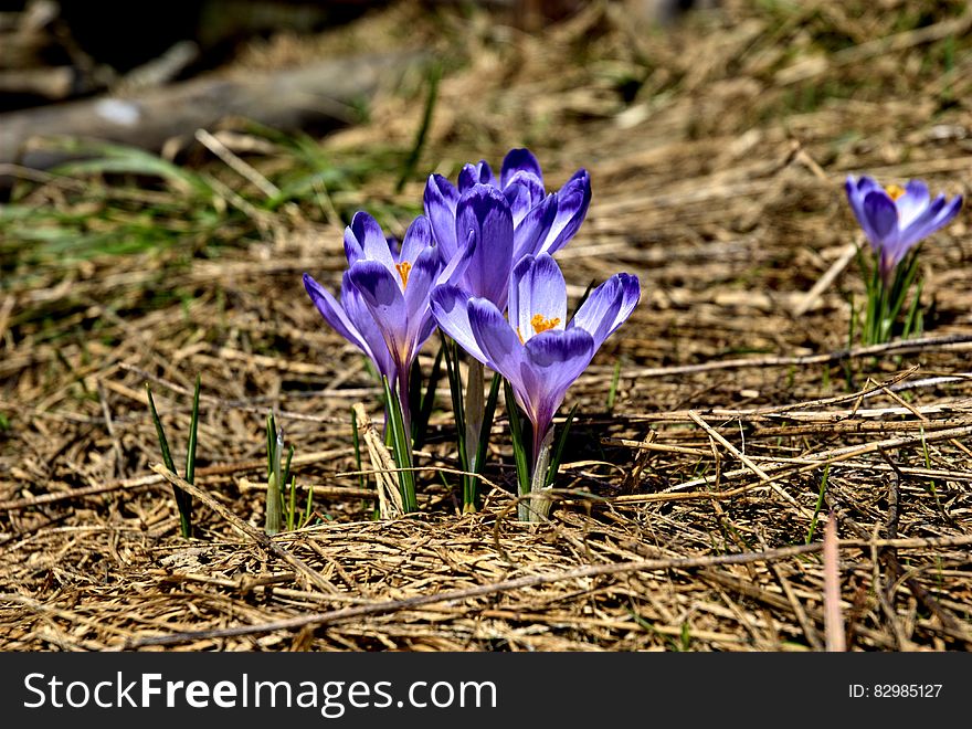 Purple Petaled Flower On Brown Hay