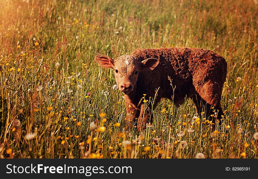Small calf standing in wildflowers in field on sunny day. Small calf standing in wildflowers in field on sunny day.