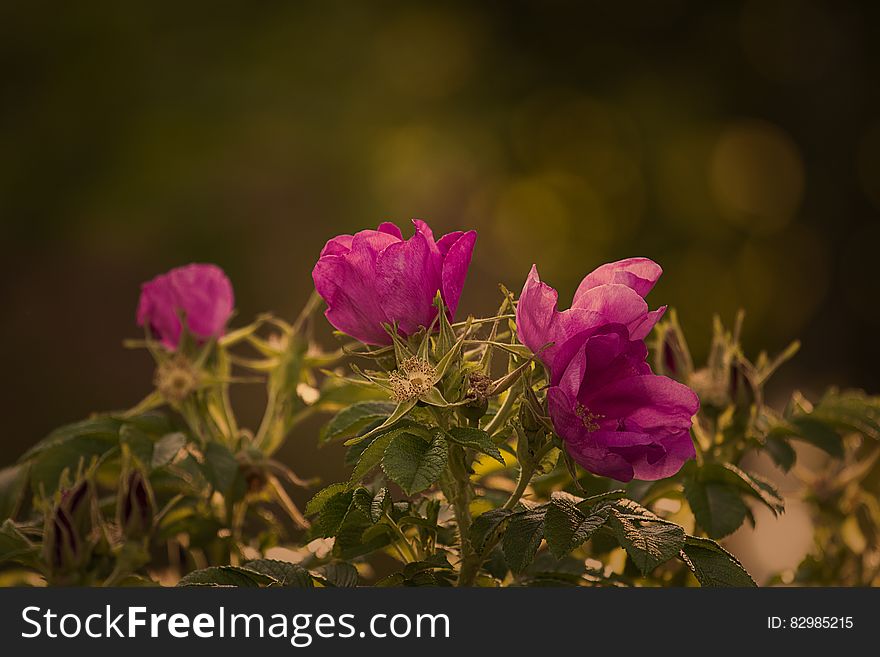 A bunch of wild rose flowers blooming. A bunch of wild rose flowers blooming.