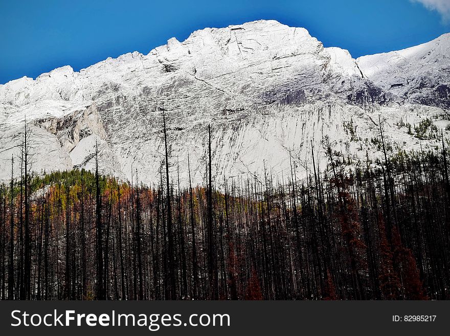 Trees Near Snow Covered Mountain during Daytime