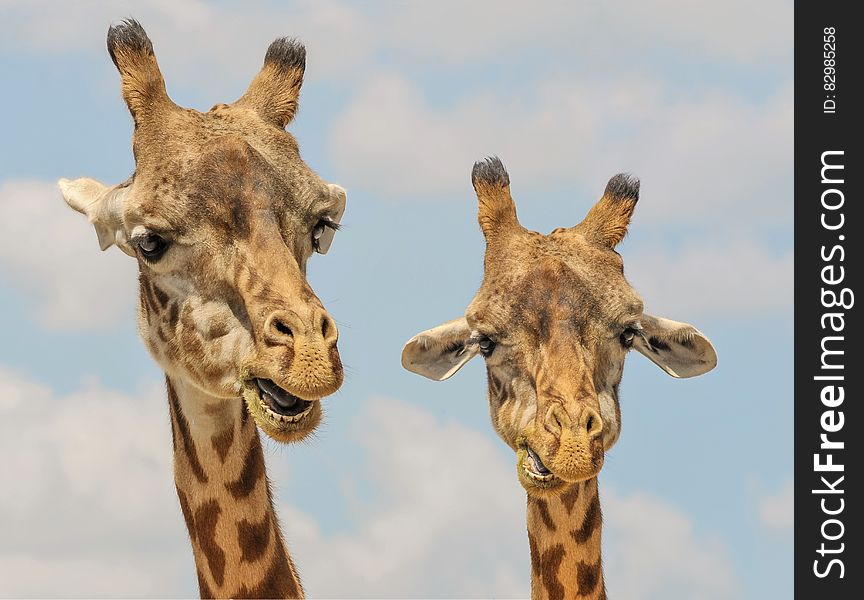 A pair of giraffes against the blue sky.