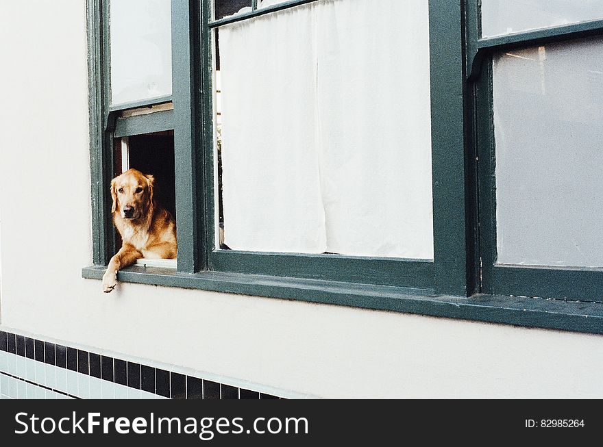 A dog sitting at a window. A dog sitting at a window.