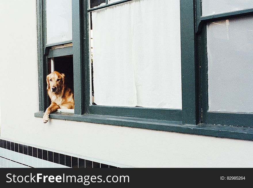 Dog Sitting On Window