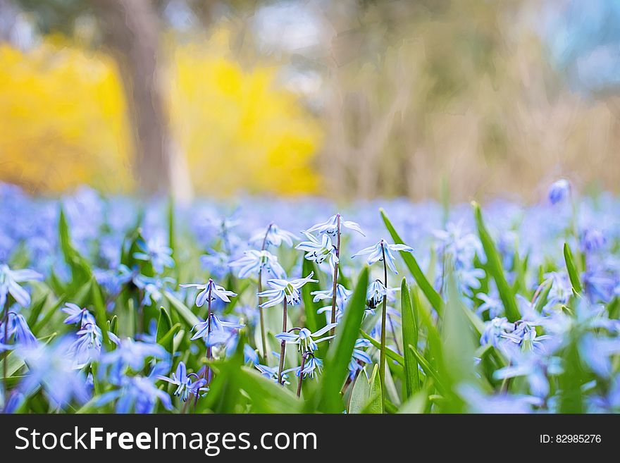 Selective Focus Of Lavender Petal Flowers