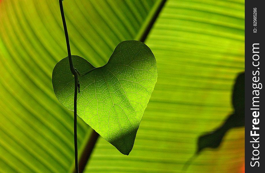 Green Heart Shape Leaf