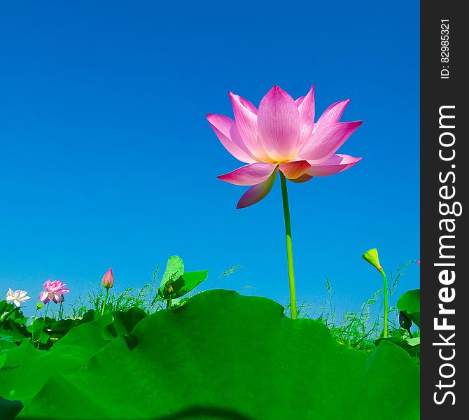 Pink Flower Near Green Leaves During Daytime