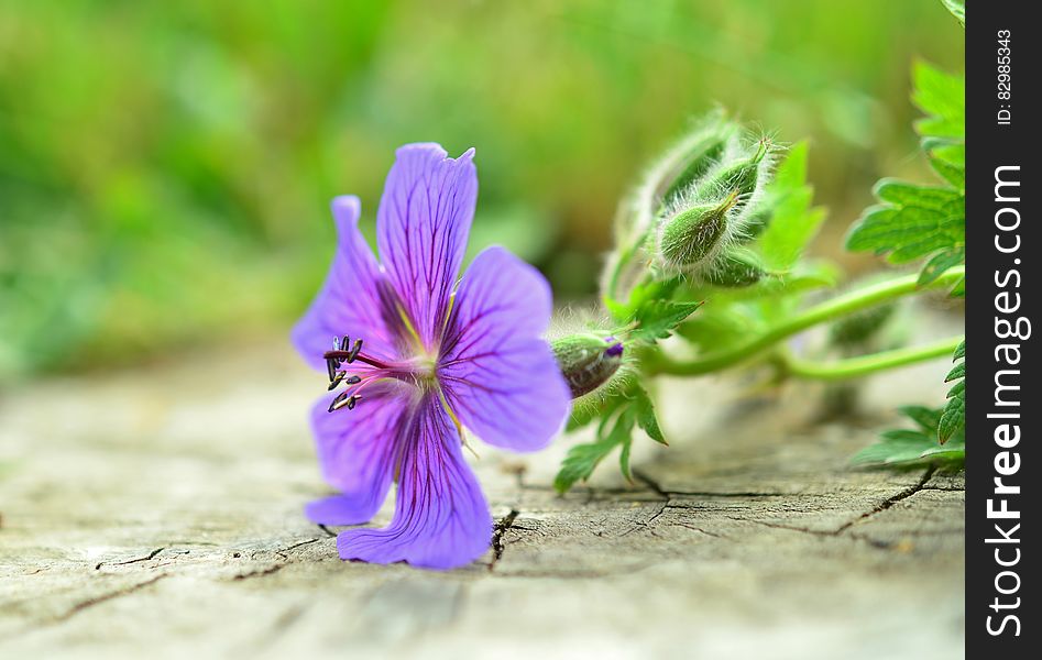Purple Petal Flower Plant in Macro Photo
