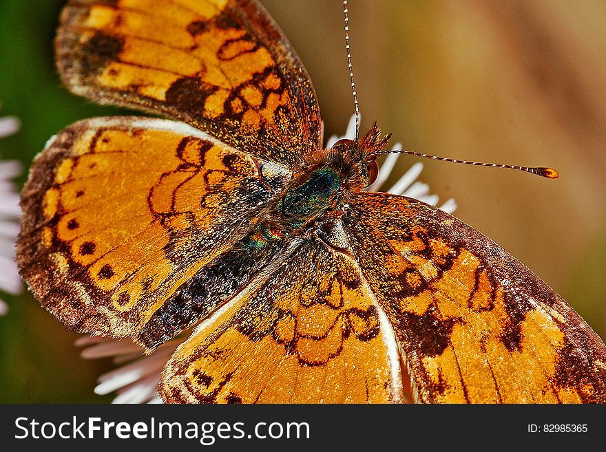 Brown Black And Yellow Butterfly On White Flower