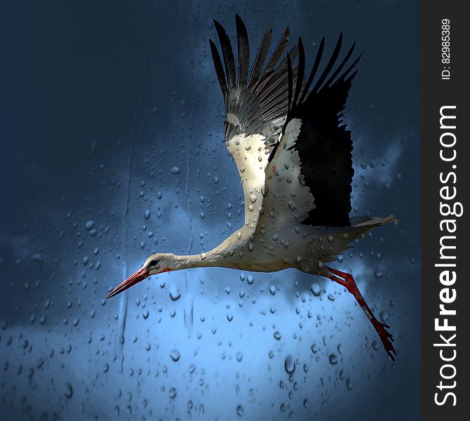 White And Black Bird Flying Under Dark Rainy Sky