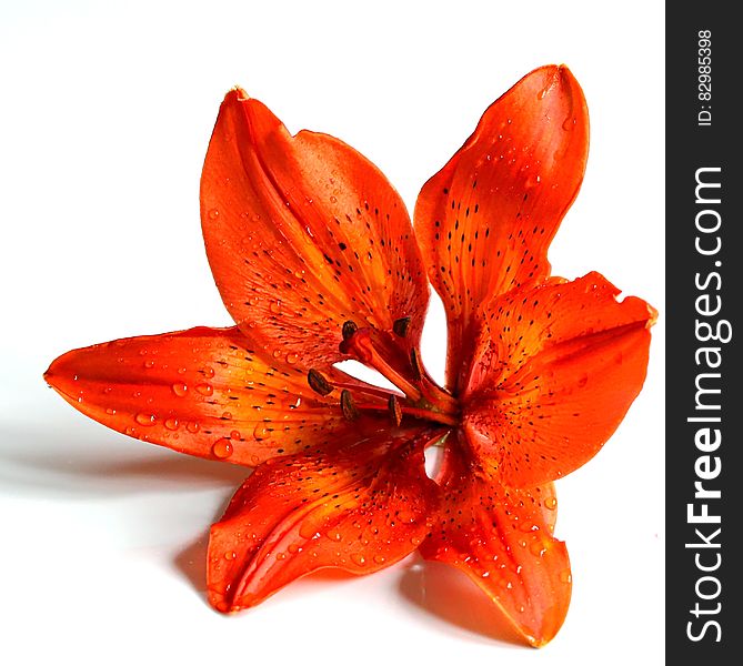 Close up of orange lily blossom on white.