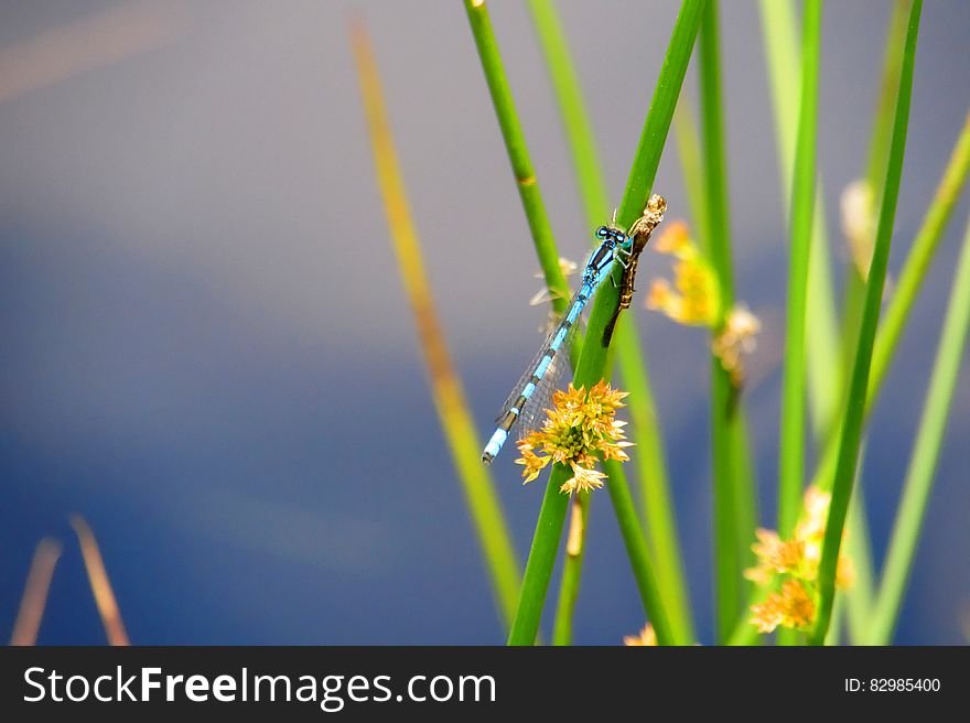 Close up of dragonfly perched on green blade of grass with wildflowers. Close up of dragonfly perched on green blade of grass with wildflowers.