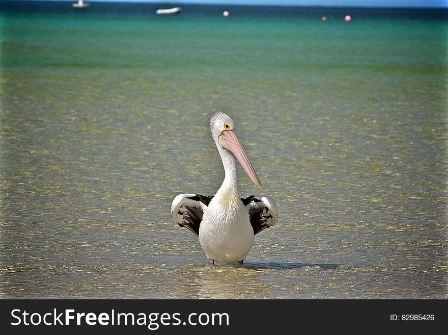 Pelican standing on seashore on sunny day. Pelican standing on seashore on sunny day.