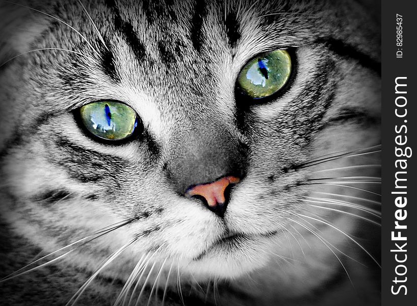 Close up of grey domestic cat face with green eyes and pink nose. Close up of grey domestic cat face with green eyes and pink nose.