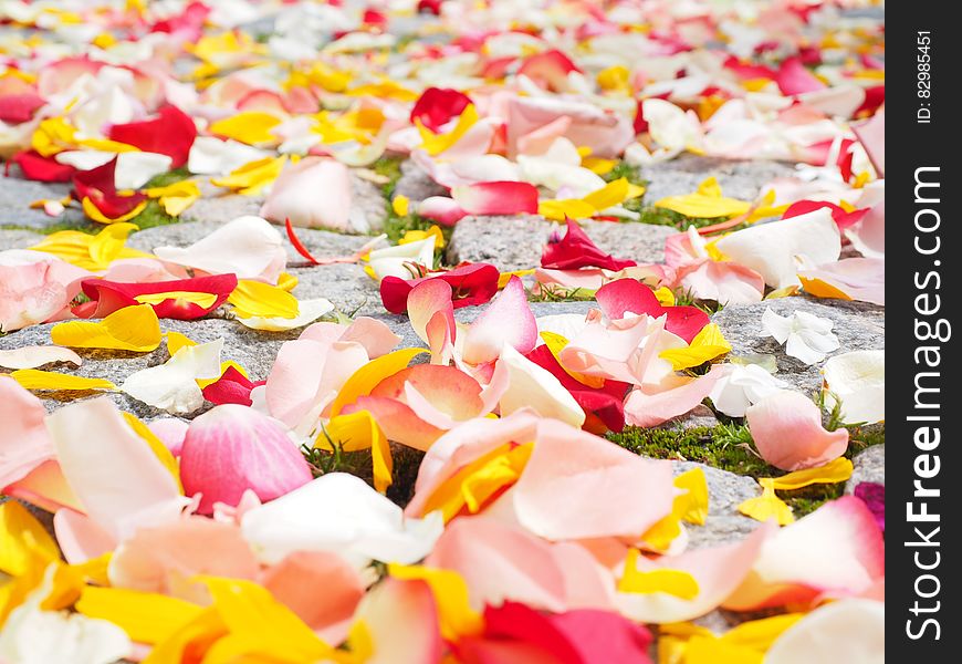 Close up of rose petals on garden paving stones in green grass after wedding ceremony. Close up of rose petals on garden paving stones in green grass after wedding ceremony.