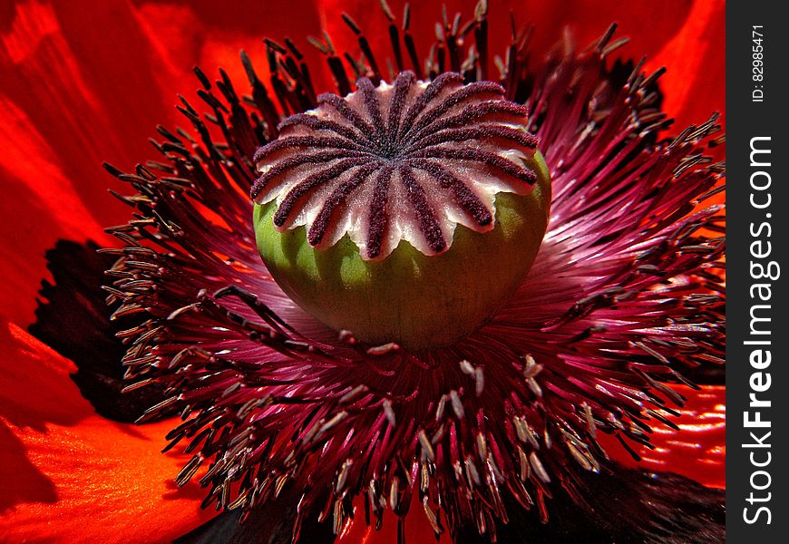 Macro close up of stamen and petals on red poppy flower. Macro close up of stamen and petals on red poppy flower.