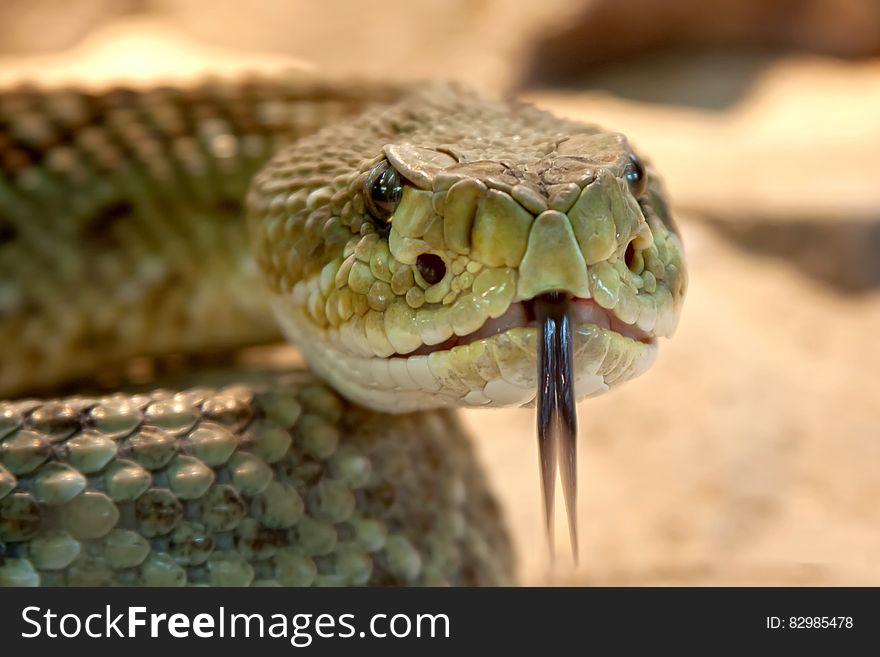 Shallow Focus Photography of Gray Snake With Black Tongue