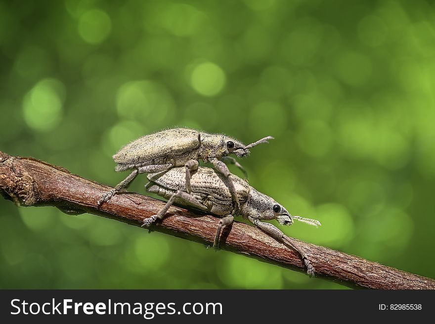 Mating silver beetles on branch in sunny garden. Mating silver beetles on branch in sunny garden.