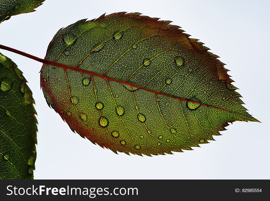 Closeup of rose leaf