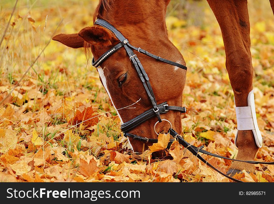 Brown Horse Eating