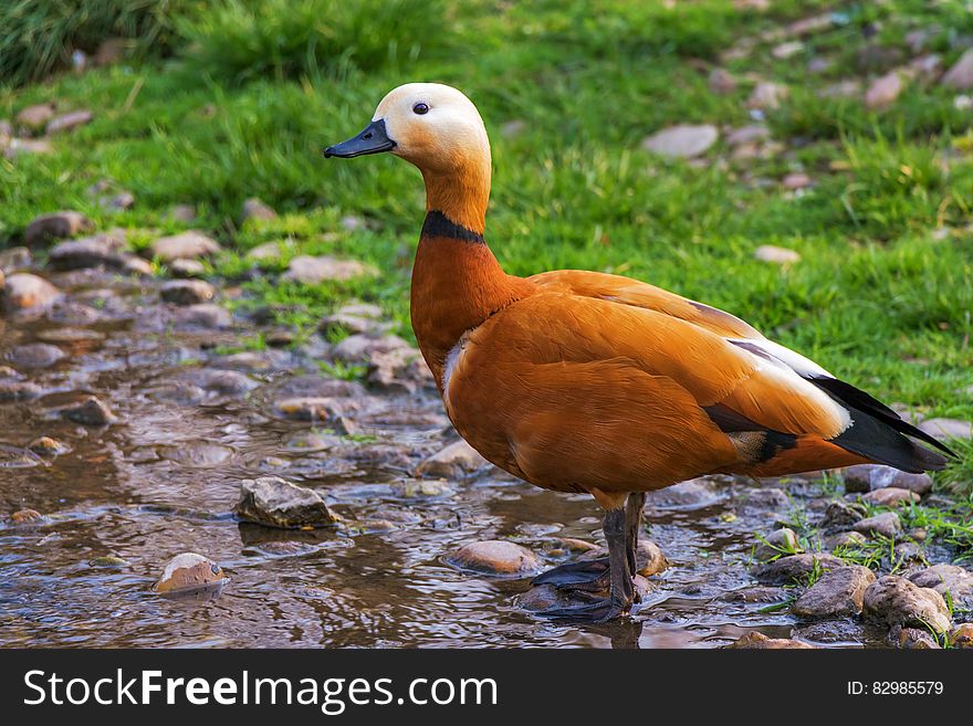 Portrait of a chocolate and white duck, (Ruddy Shelduck) with black beak standing in stony edge of a lake looking for food, green grassy background. Portrait of a chocolate and white duck, (Ruddy Shelduck) with black beak standing in stony edge of a lake looking for food, green grassy background.