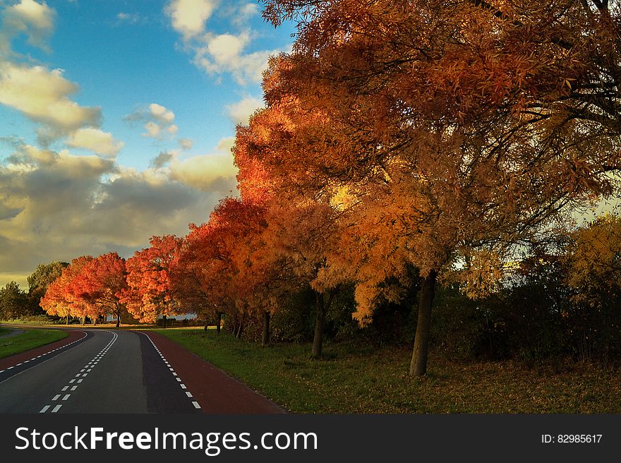 Long line of trees beside a quiet two lane road all in Autumn colors, orange and yellow, blue sky and cloud above. Long line of trees beside a quiet two lane road all in Autumn colors, orange and yellow, blue sky and cloud above.