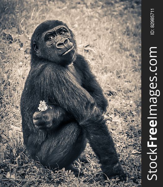 Monkey Holding White Petal Flower Sitting on Grassy Field in Sepia Tone Photography