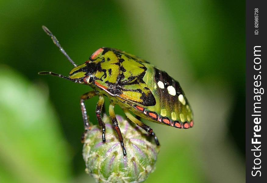 Green and Black Shield Bug