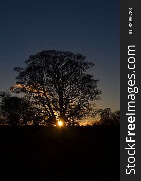 Silhouette of tree against blue skies at sunset. Silhouette of tree against blue skies at sunset.