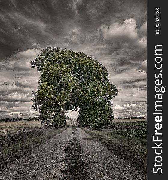 Big Oak Tree in a Rice Field Greyscale Photography