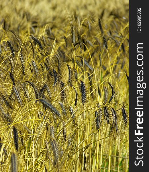 Green Wheat Grass at Daytime Photography