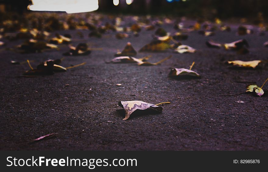 Close up of dry fallen autumn leaves on pavement.