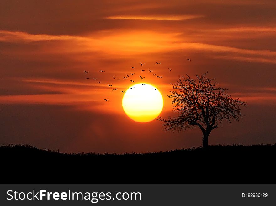 Birds flying against orange sunset with silhouette of tree in field. Birds flying against orange sunset with silhouette of tree in field.