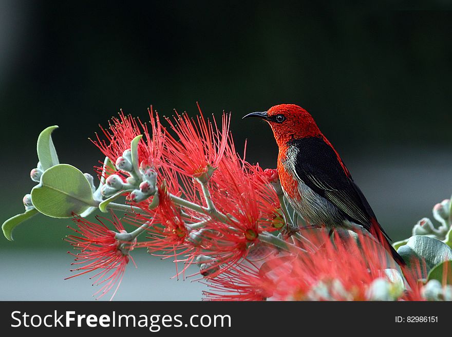 Scarlet And Black Honeyeater