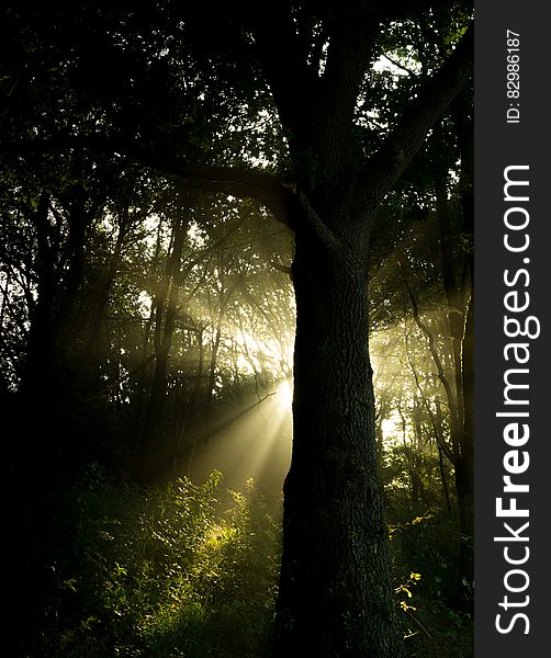 Sun beam shining behind silhouette of tree in forest. Sun beam shining behind silhouette of tree in forest.