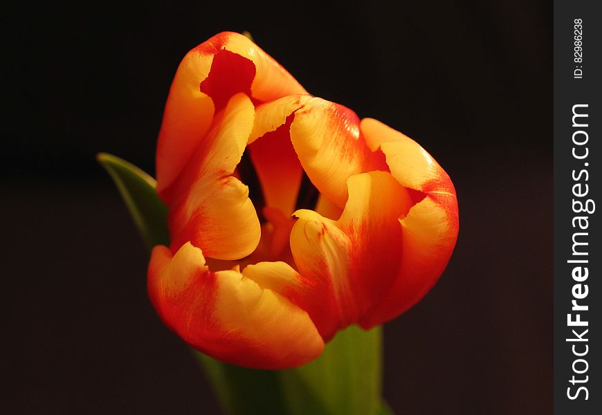 Close up of orange tulip flower on green stem with leaves against black.