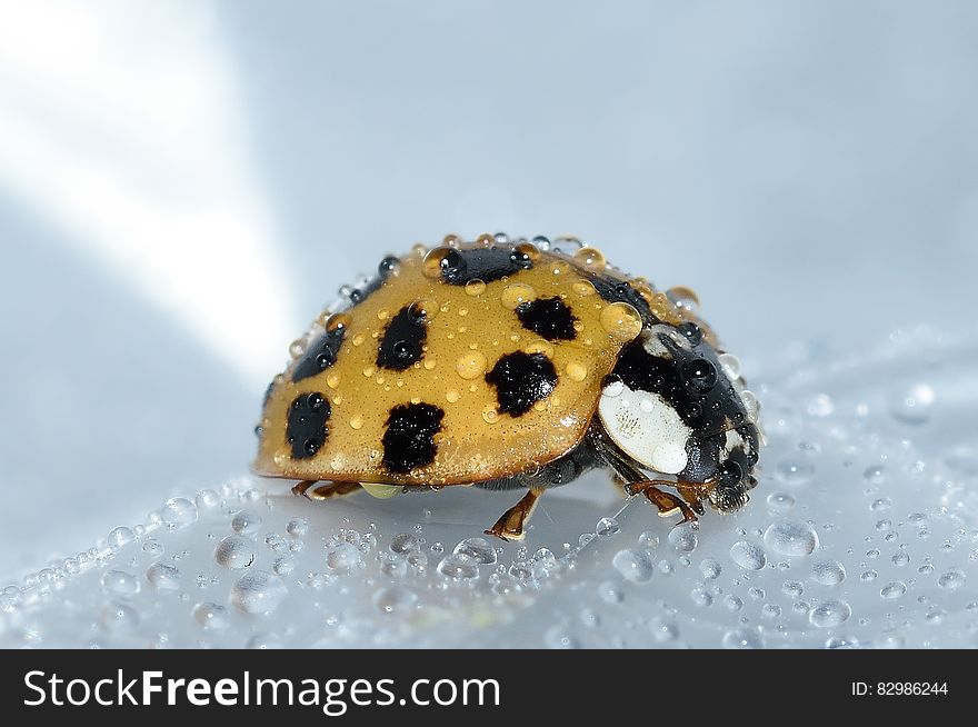 Close up of yellow ladybug beetle covered in water drops. Close up of yellow ladybug beetle covered in water drops.