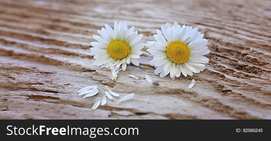 White and Yellow Flower on Brown Surface
