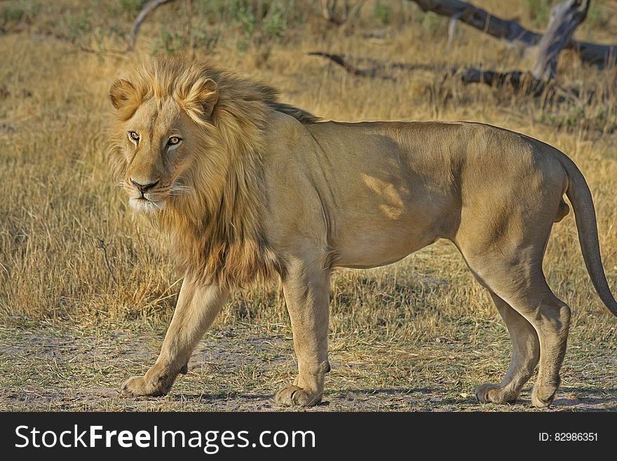 Portrait of male African lion standing in grassy field in Botswana. Portrait of male African lion standing in grassy field in Botswana.