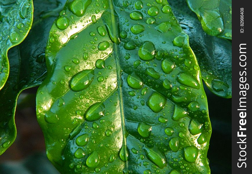 Close up of water drops on green leaves. Close up of water drops on green leaves.