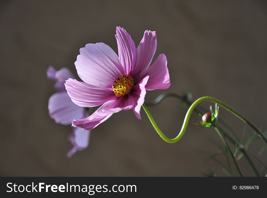 Purple Flower during Daytime